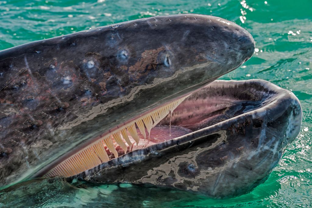 A close up look at the mouth of a grey whale. You can see baleen, it looks like a stringy substance hanging from the mouth.