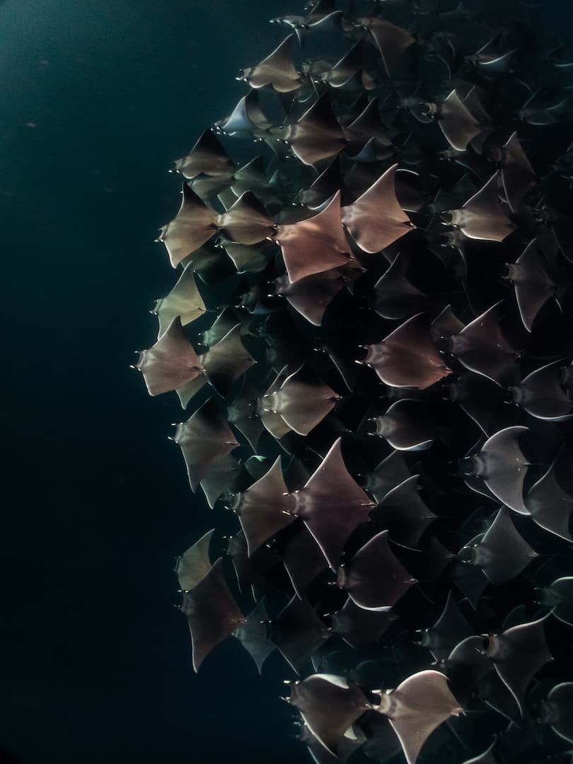 A fever of mobulas, a phenomenon that only happens with mobula rays in Mexico
